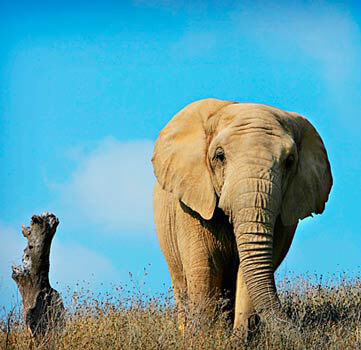 Mara the Elephant